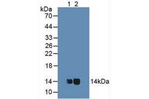 Figure. (Cytochrome C antibody  (AA 13-99))