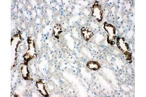 IHC-F testing of AQP2 antibody and rat kidney tissue (AQP2 antibody  (AA 245-260))