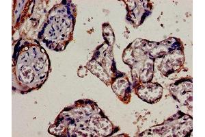 Immunocytochemistry analysis of human placenta tissue using ABIN7157392 at dilution of 1:100 (Cytokeratin 18 antibody  (AA 102-396))
