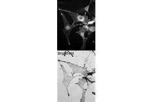 Image no. 1 for anti-Melanophilin (MLPH) (C-Term) antibody (ABIN374219) (Melanophilin antibody  (C-Term))