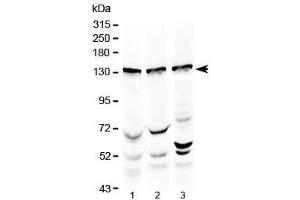 Western blot testing of 1) rat testis, 2) mouse testis and 3) human HeLa lysate with Exportin-5 antibody at 0. (XPO5 antibody  (AA 2-43))