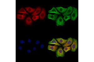 ABIN7093125 and ABIN7098527 staining Hela cells by IF/ICC.