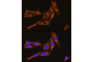 Immunofluorescence analysis of NIH/3T3 cells using GN Rabbit pAb (ABIN7267544) at dilution of 1:100. (GNAT3 antibody  (AA 60-130))