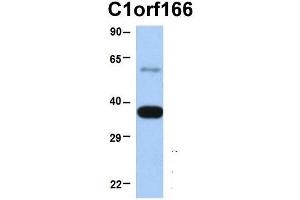 Host:  Rabbit  Target Name:  C1orf166  Sample Type:  Human Fetal Heart  Antibody Dilution:  1. (MUL1 antibody  (Middle Region))
