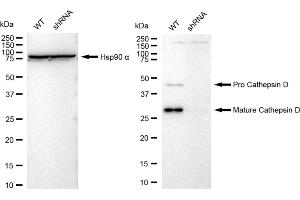 Western blotting analysis using Cathepsin D antibody (ABIN7797938). (Recombinant Cathepsin D antibody)