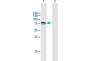 Western Blot analysis of MYLK2 expression in transfected 293T cell line by MYLK2 MaxPab polyclonal antibody. (MYLK2 antibody  (AA 1-596))