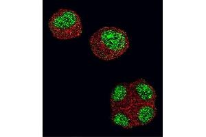 Confocal immunofluorescent analysis of HDAC1 Antibody (N-term) (ABIN1882087 and ABIN2844612) with 293 cell followed by Alexa Fluor 488-conjugated goat anti-rabbit lgG (green). (HDAC1 antibody  (N-Term))