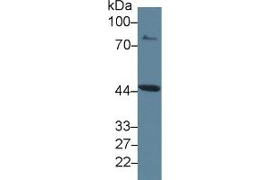 Western Blot; Sample: Rat Placenta lysate; Primary Ab: 2µg/ml Rabbit Anti-Rat IDO Antibody Second Ab: 0. (IDO antibody  (AA 276-360))
