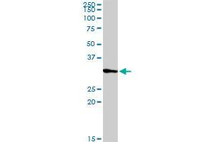 PRRX2 MaxPab rabbit polyclonal antibody. (PRRX2 antibody  (AA 1-253))