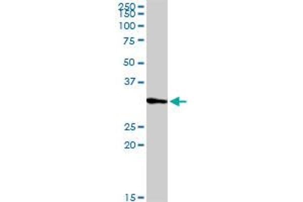 PRRX2 antibody  (AA 1-253)