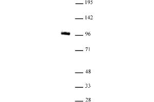 GLIS1 antibody (mAb) tested by Western Blot. (GLIS1 antibody  (N-Term))