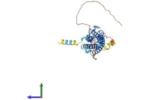 AlphaFold protein structure predicition of Mouse Recombinant Syp Protein, UniprotID Q62277 (Synaptophysin Protein (SYP) (AA 1-314) (His tag))