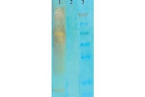 Western Blot analysis of acetylated lysine showing detection of Acetylated Lysine protein using Mouse Anti-Acetylated Lysine Monoclonal Antibody, Clone 7F8 . (Lysine (lys) (acetylated) antibody (Atto 488))