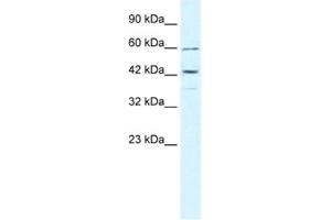 Western Blotting (WB) image for anti-Tripartite Motif Containing 68 (TRIM68) antibody (ABIN2460957) (TRIM68 antibody)