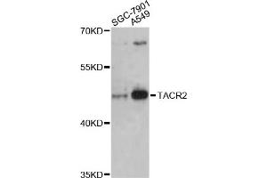 Western blot analysis of extracts of various cell lines, using TACR2 antibody (ABIN5975843) at 1:3000 dilution. (TACR2 antibody)