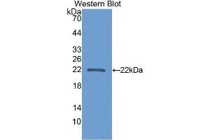 Western Blotting (WB) image for anti-Poly(A) Binding Protein, Cytoplasmic 1-Like (PABPC1L) (AA 187-368) antibody (ABIN1860115) (PABPC1L antibody  (AA 187-368))