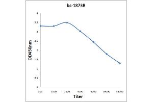 Antigen: 0. (PRCP antibody  (AA 101-200))