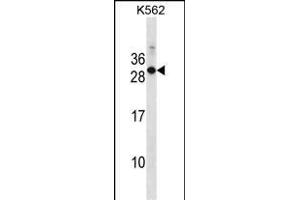 Mouse Rab17 Antibody (Center) (ABIN1538650 and ABIN2850148) western blot analysis in K562 cell line lysates (35 μg/lane). (RAB17 antibody  (AA 83-110))