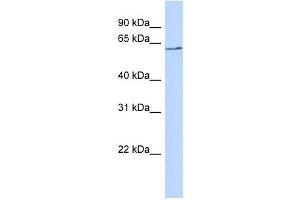 BTNL9 antibody used at 1 ug/ml to detect target protein. (BTNL9 antibody  (N-Term))