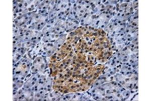 Immunohistochemical staining of paraffin-embedded pancreas tissue using anti-HK2mouse monoclonal antibody.