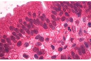 ABIN185378 (2µg/ml) staining of paraffin embedded Human Small Intestine. (HNF4A antibody  (N-Term))
