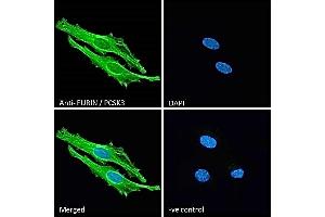 ABIN1590028 Immunofluorescence analysis of paraformaldehyde fixed HeLa cells, permeabilized with 0. (FURIN antibody  (Internal Region))