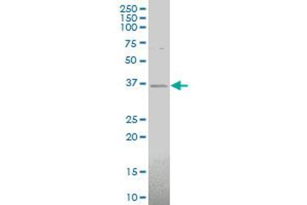 CHODL antibody  (AA 23-94)