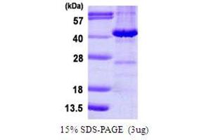 SDS-PAGE (SDS) image for Microtubule-Associated Protein, RP/EB Family, Member 2 (MAPRE2) (AA 1-327) protein (His tag) (ABIN667560) (MAPRE2 Protein (AA 1-327) (His tag))
