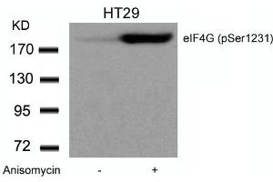 Western blot analysis of extracts from HT29 cells untreated or treated with Anisomycin using eIF4G (phospho-Ser1231) Antibody. (EIF4G1 antibody  (pSer1232))