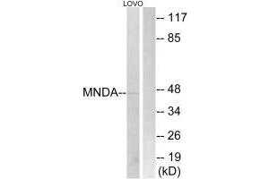 Western blot analysis of extracts from LOVO cells, using MNDA antibody. (MNDA antibody  (C-Term))