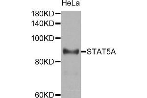 Western blot analysis of extracts of HeLa cell line, using STAT5A antibody. (STAT5A antibody)