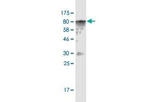 Western Blot detection against Immunogen (82. (CAMKK1 antibody  (AA 1-520))
