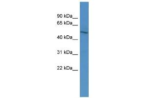 WB Suggested Anti-ZNF101 Antibody Titration:  0.