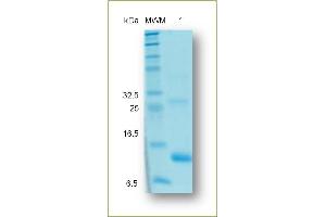 SDS-PAGE analysis of recombinant Activin A.