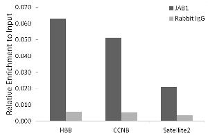 Chromatin immunoprecipitation analysis of extracts of HeLa cells, using J/CSN5/COPS5 antibody (ABIN7266497) and rabbit IgG.