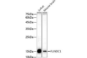 Western blot analysis of extracts of various cell lines, using FUNDC1 antibody (ABIN7267276) at 1:1000 dilution. (FUNDC1 antibody  (AA 50-150))