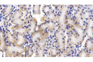 Detection of PROM1 in Mouse Kidney Tissue using Polyclonal Antibody to Prominin 1 (PROM1) (CD133 antibody  (AA 180-435))