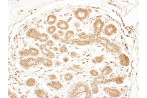 anti-Ribosomal Protein S6 Kinase, 90kDa, Polypeptide 2 (RPS6KA2) (AA 25-75) antibody