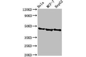 Western Blot Positive WB detected in: Hela whole cell lysate, MCF-7 whole cell lysate, HepG2 whole cell lysate All lanes: BFSP2 antibody at 3. (BFSP2 antibody  (AA 11-110))