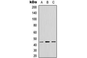 Western blot analysis of GPR13 expression in MCF7 (A), NS-1 (B), PC12 (C) whole cell lysates.