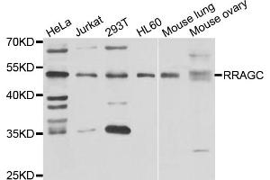 Western blot analysis of extracts of various cell lines, using RRAGC antibody (ABIN5975563) at 1/1000 dilution. (GTR2 antibody)