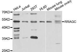 Western blot analysis of extracts of various cell lines, using RRAGC antibody (ABIN5975563) at 1/1000 dilution.