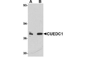 Western Blotting (WB) image for anti-CUE Domain Containing 1 (CUEDC1) (C-Term) antibody (ABIN1030351) (CUEDC1 antibody  (C-Term))