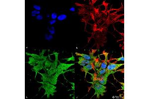 Immunocytochemistry/Immunofluorescence analysis using Mouse Anti-Dicer Monoclonal Antibody, Clone S167-7 . (DICER1 antibody  (AA 1638-1899) (Atto 594))