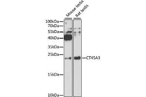 Western blot analysis of extracts of various cell lines, using CT45A3 antibody. (CT45A3 antibody)