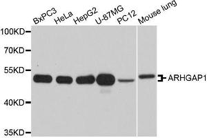 Western blot analysis of extracts of various cell lines, using ARHGAP1 antibody. (ARHGAP1 antibody  (AA 210-439))