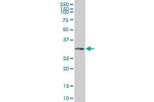 HOXC4 monoclonal antibody (M02), clone 2D6 Western Blot analysis of HOXC4 expression in K-562 . (HOXC4 antibody  (AA 160-264))