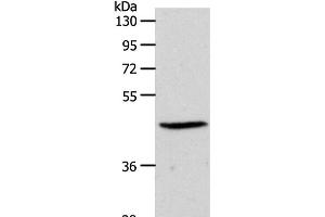 Western Blot analysis of PC3 cell using EDG3 Polyclonal Antibody at dilution of 1:550 (S1PR3 antibody)