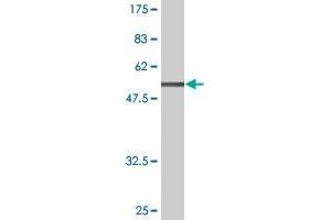 AFT1 antibody  (AA 1-271)