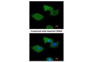 ICC/IF Image Immunofluorescence analysis of methanol-fixed A549, using RGS2, antibody at 1:200 dilution.